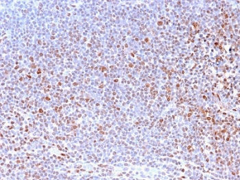 IHC staining of FFPE human tonsil with Nuclear Marker antibody (clone NM2984R). HIER: boil tissue sections in pH6, 10mM citrate buffer, for 10-20 min and allow to cool prior to testing.