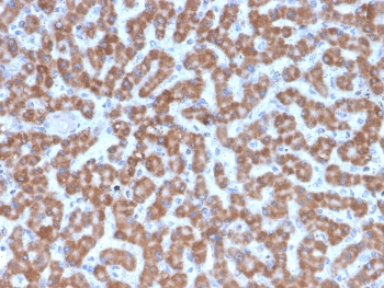 IHC testing of FFPE human liver tissue with Prohibitin antibody (clone PHB/3227). Required HIER: boil tissue sections in pH6, 10mM citrate buffer, for 10-20 min followed by cooling at RT for 20 min.