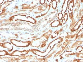IHC staining of FFPE human kidney with recombinant Erythropoietin antibody. HIER: boil tissue sections in pH 9 10mM Tris with 1mM EDTA for 10-20 min followed by cooling at RT for 20 min.