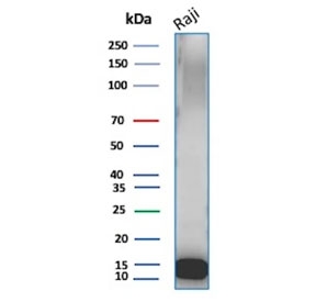 Western blot testing of human Raji cell lysate with Ubiquitin antibody (clone UBB/3143R). Expected molecular weight ~9 kDa.