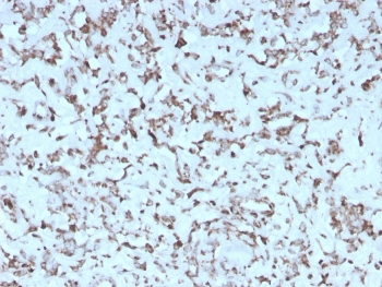 IHC staining of FFPE human liver with recombinant Cytochrome C antibody (clone rCYCS/1010). HIER: boil tissue sections in pH 9 10mM Tris with 1mM EDTA for 20 min and allow to cool before testing.