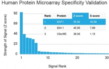 Analysis of HuProt(TM) microarray containing more than 19,000 full-length human proteins using BAP1 antibody. These results demonstrate the foremost specificity of the BAP1/2665 mAb. Z- and S- score: The Z-score represents the strength of a signal that an antibody (in combination with a fluorescently-tagged anti-IgG secondary Ab) produces when binding to a particular protein on the HuProt(TM) array. Z-scores are described in units of standard deviations (SD's) above the mean value of all signals generated on that array. If the targets on the HuProt(TM) are arranged in descending order of the Z-score, the S-score is the difference (also in units of SD's) between the Z-scores. The S-score therefore represents the relative target specificity of an Ab to its intended target.