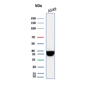 Western blot testing of human A549 cell lysate with recombinant Annexin A1 antibody. Predicted molecular weight ~38 kDa.