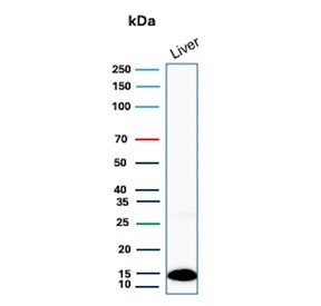 Western blot testing of human liver lysate with Transthyretin antibody. Predicted molecular weight ~16 kDa.