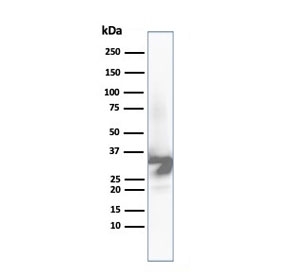 Western blot analysis of human liver tissue lysate using Arginase 1 antibody (clone ARG1/6790R). Predicted molecular weight ~35 kDa.