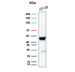 Western blot testing of human HT29 cell lysate with recombinant Cytokeratin 20 antibody. Predicted molecular weight ~46 kDa.