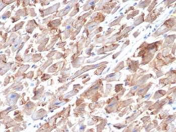 IHC staining of FFPE human heart tissue with CD325 antibody (clone MNCD2). HIER: boil tissue sections in pH 9 10mM Tris with 1mM EDTA for 20 min and allow to cool before testing.
