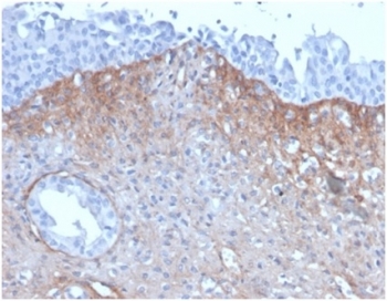 IHC staining of FFPE human kidney tissue with FGF-23 antibody (clone FGF23/4171) 2ug/ml in PBS for 30min RT. HIER: boil tissue sections in pH 9 10mM Tris with 1mM EDTA for 20 min and allow to cool before testing.