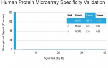 Analysis of HuProt(TM) microarray containing more than 19,000 full-length human proteins using HDAC1 antibody (clone PCRP-HDAC1-1B7). These results demonstrate the foremost specificity of the PCRP-HDAC1-1B7 mAb. Z- and S- score: The Z-score represents the strength of a signal that an antibody (in combination with a fluorescently-tagged anti-IgG secondary Ab) produces when binding to a particular protein on the HuProt(TM) array. Z-scores are described in units of standard deviations (SD's) above the mean value of all signals generated on that array. If the targets on the HuProt(TM) are arranged in descending order of the Z-score, the S-score is the difference (also in units of SD's) between the Z-scores. The S-score therefore represents the relative target specificity of an Ab to its intended target.