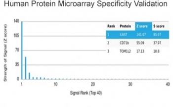 Analysis of HuProt(TM) microarray containing more than 19,000 full-length human proteins using Interleukin 6 Receptor subunit beta antibody (clone IL6ST/4101). These results demonstrate the foremost specificity of the IL6ST/4101 mAb. Z- and S- score: The Z-score represents the strength of a signal that an antibody (in combination with a fluorescently-tagged anti-IgG secondary Ab) produces when binding to a particular protein on the HuProt(TM) array. Z-scores are described in units of standard deviations (SD's) above the mean value of all signals generated on that array. If the targets on the HuProt(TM) are arranged in descending order of the Z-score, the S-score is the difference (also in units of SD's) between the Z-scores. The S-score therefore represents the relative target specificity of an Ab to its intended target.