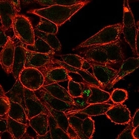 Immunofluorescent staining of PFA-fixed human HeLa cells using RXR gamma antibody (green, clone PCRP-RXRG-5H4) and phalloidin (red).